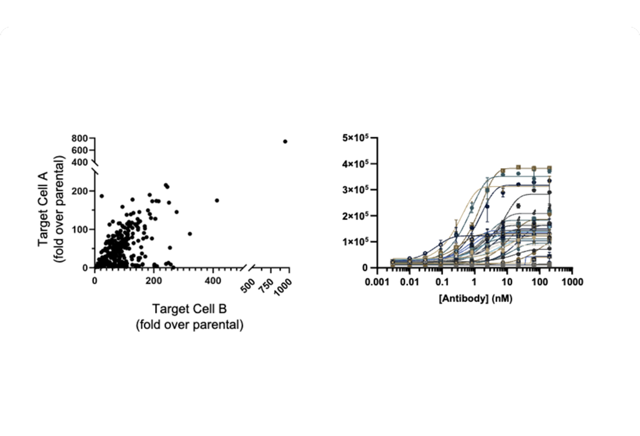 On-cell binding confirmation: Flow Cytometry - Validate Your Best Binders on Cells. Get fast, qualitative or quantitative and definitive binding data.