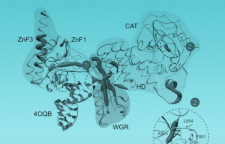 Discovering PARP inhibitor resistance mechanisms using genome-wide and focused CRISPR screens