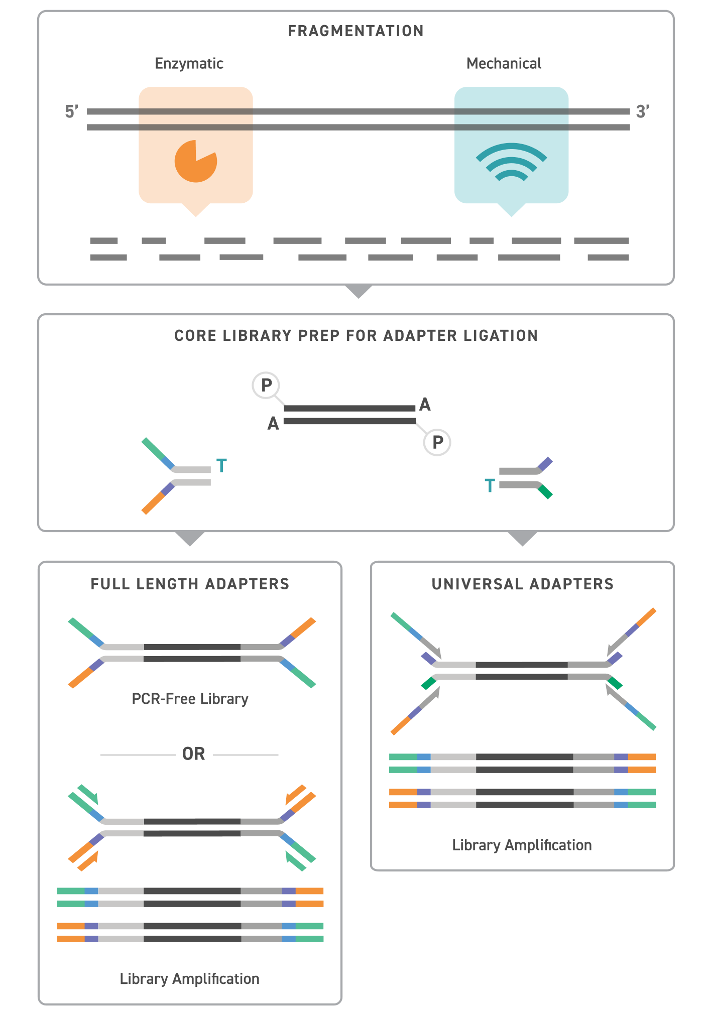Schematic showing UDI Adapter workflow, with adapters being appended to fragmented DNA during core library prep.