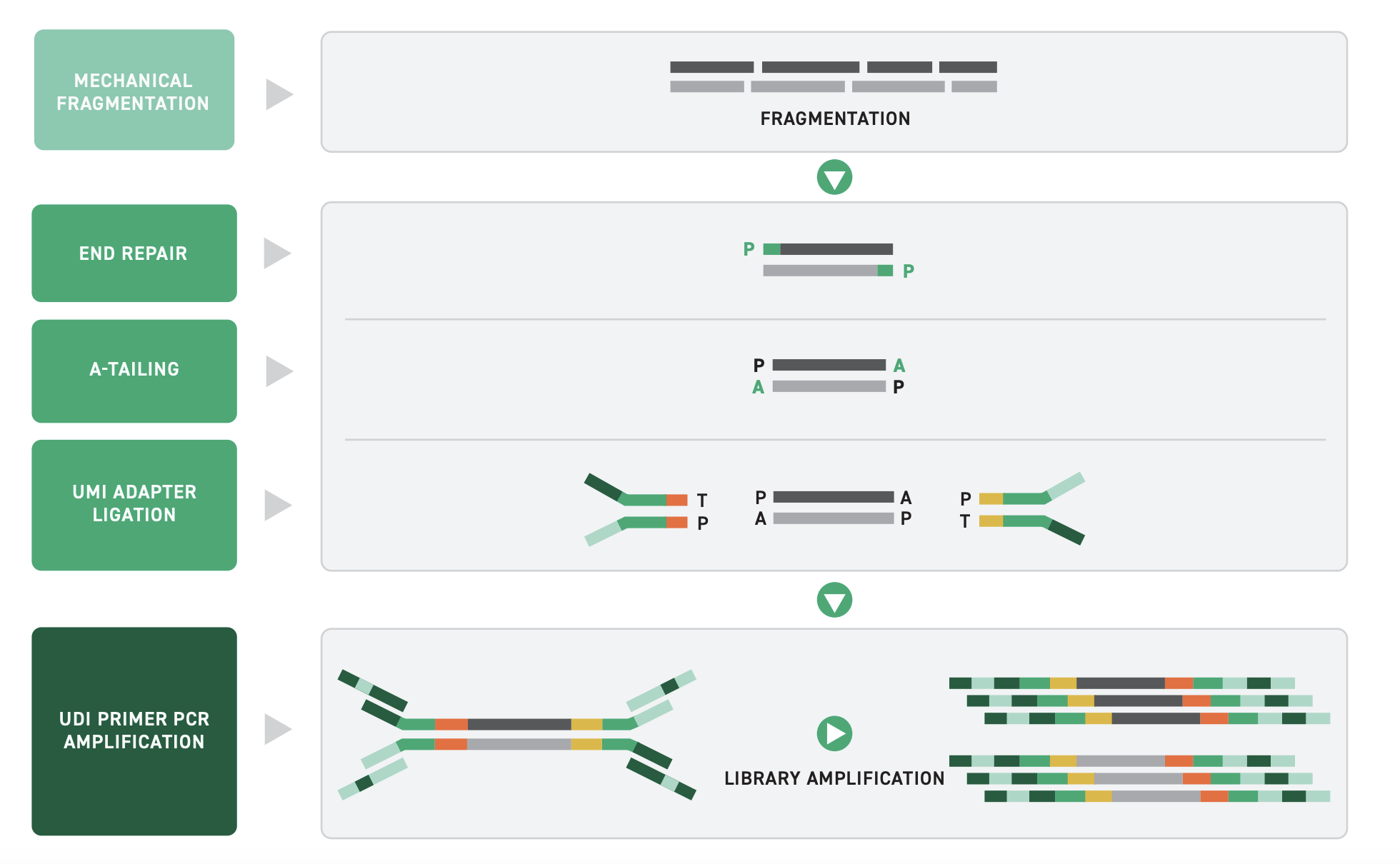 Twist UMI Schematic showing DNA fragmentation, followed by library prep with UMI ligation, followed by UDI universal primer ligation.