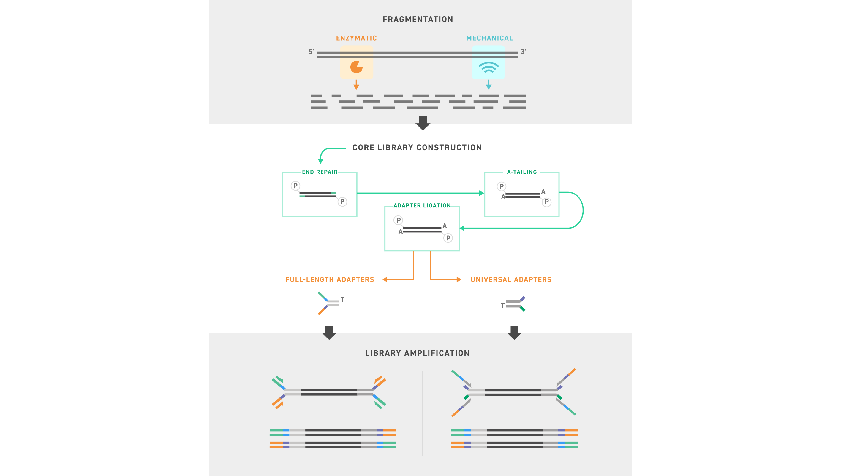 NGS library preparation workflow showing DNA fragmentation, adapter ligation, indexing, and amplification for high-quality sequencing-ready libraries